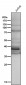 Anti-DKK1 Rabbit Monoclonal Antibody